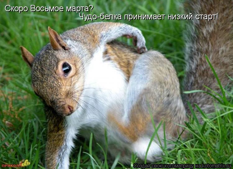 Скоро Восьмое марта? Чудо-белка принимает низкий старт!... Котоматрица: Скоро Восьмое марта? Чудо-белка принимает низкий старт!