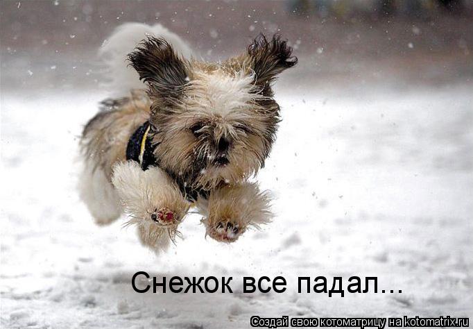 Котоматрица: Снежок все падал...