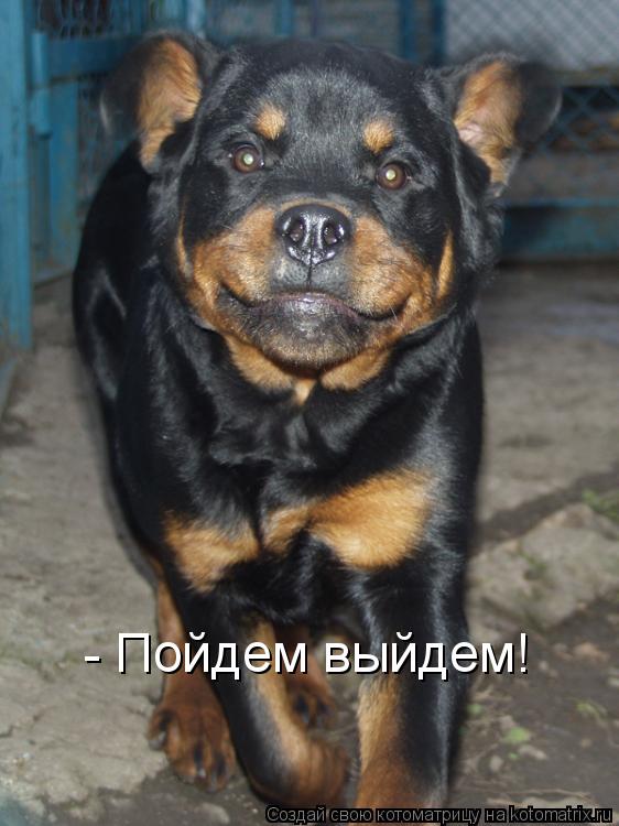 Котоматрица: - Пойдем выйдем!