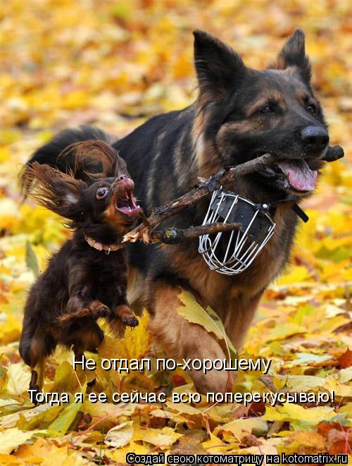 Котоматрица: Не отдал по-хорошему Тогда я ее сейчас всю поперекусываю!