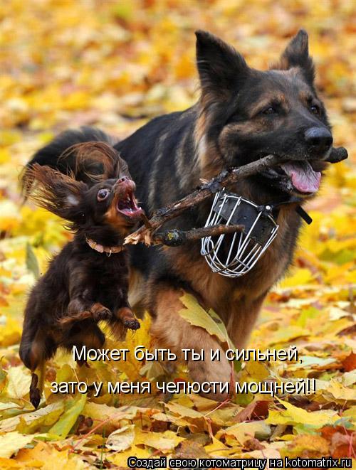 Котоматрица: Может быть ты и сильней, зато у меня челюсти мощней!!