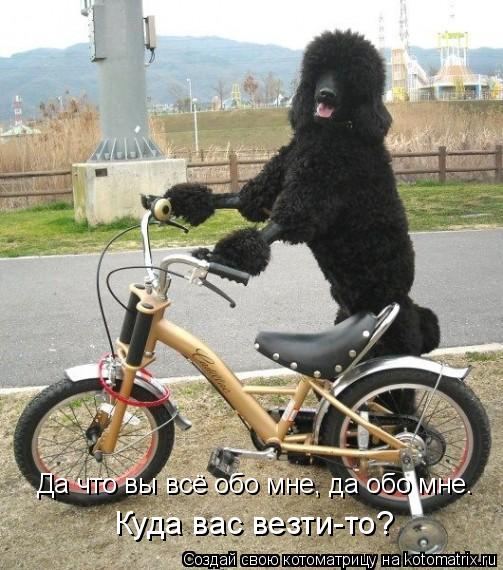 Котоматрица: Да что вы всё обо мне, да обо мне. Куда вас везти-то?