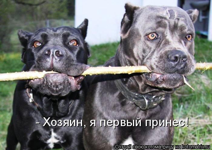Котоматрица: - Хозяин, я первый принес!