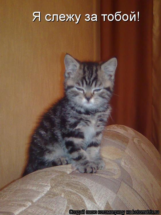 Котоматрица: Я слежу за тобой!