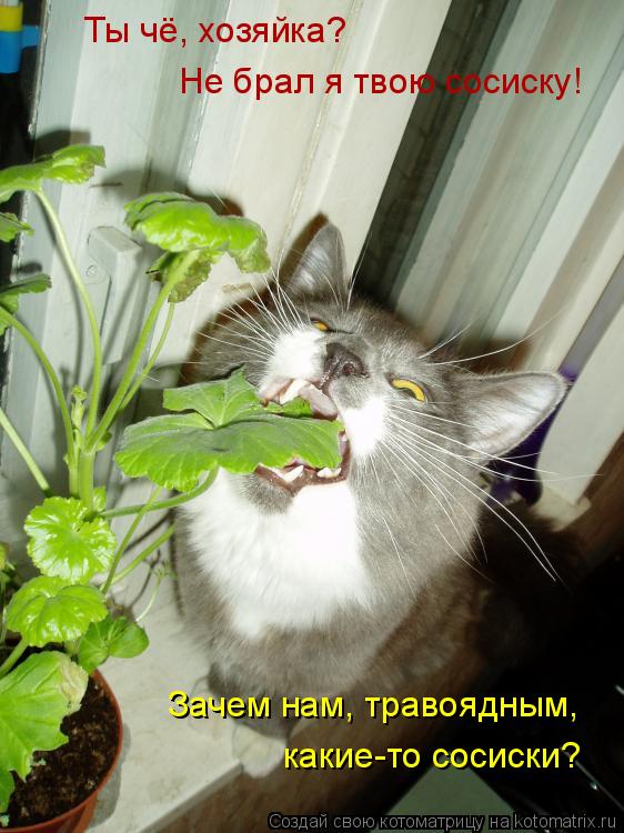 Котоматрица: Ты чё, хозяйка? Не брал я твою сосиску! Зачем нам, травоядным, какие-то сосиски?
