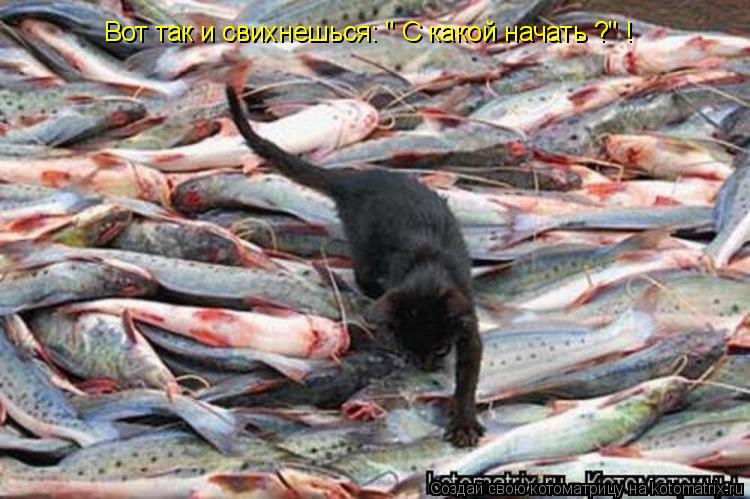 Котоматрица: Вот так и свихнешься: " С какой начать ?" !