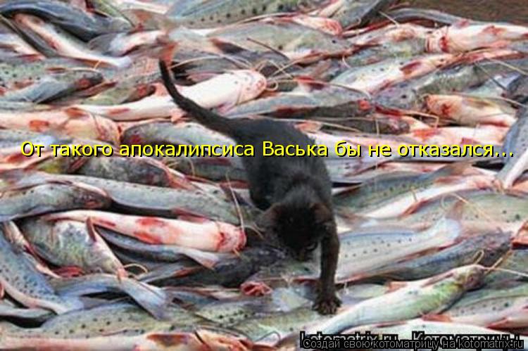 Котоматрица: От такого апокалипсиса Васька бы не отказался...