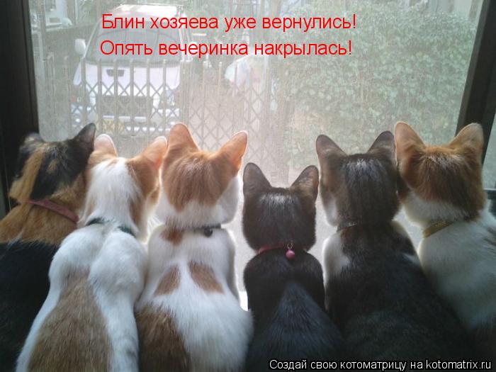 Котоматрица: Блин хозяева уже вернулись! Опять вечеринка накрылась!