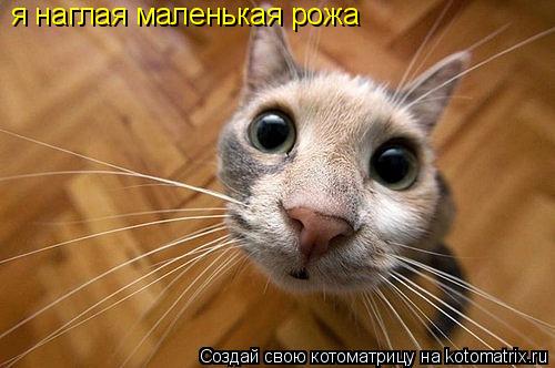 Котоматрица: я наглая маленькая рожа