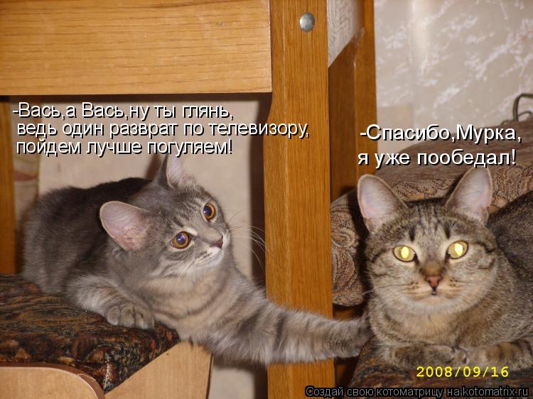 Котоматрица: -Вась,а Вась,ну ты глянь, ведь один разврат по телевизору, пойдем лучше погуляем! -Спасибо,Мурка, я уже пообедал!