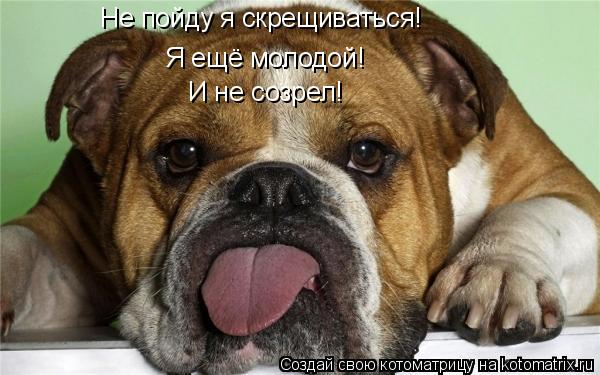 Котоматрица: Не пойду я скрещиваться! Я ещё молодой! И не созрел!
