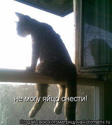 Котоматрица: не могу яйцо снести!