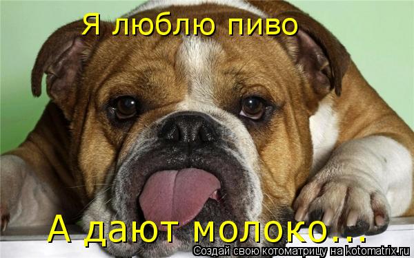 Котоматрица: Я люблю пиво А дают молоко...