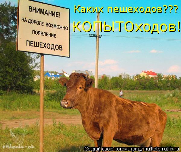Котоматрица: Каких пешеходов??? КОПЫТОходов!
