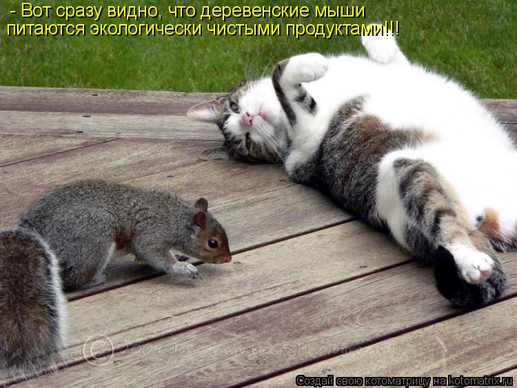 Котоматрица: - Вот сразу видно, что деревенские мыши питаются экологически чистыми продуктами!!!