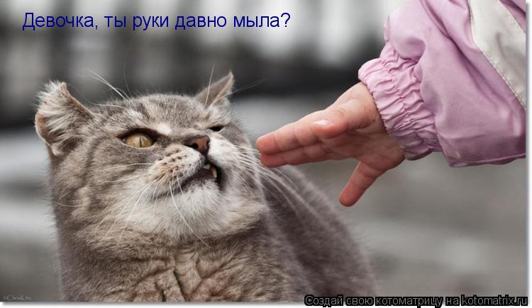 Котоматрица: Девочка, ты руки давно мыла?