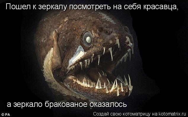 Котоматрица: Пошел к зеркалу посмотреть на себя красавца, а зеркало бракованое оказалось