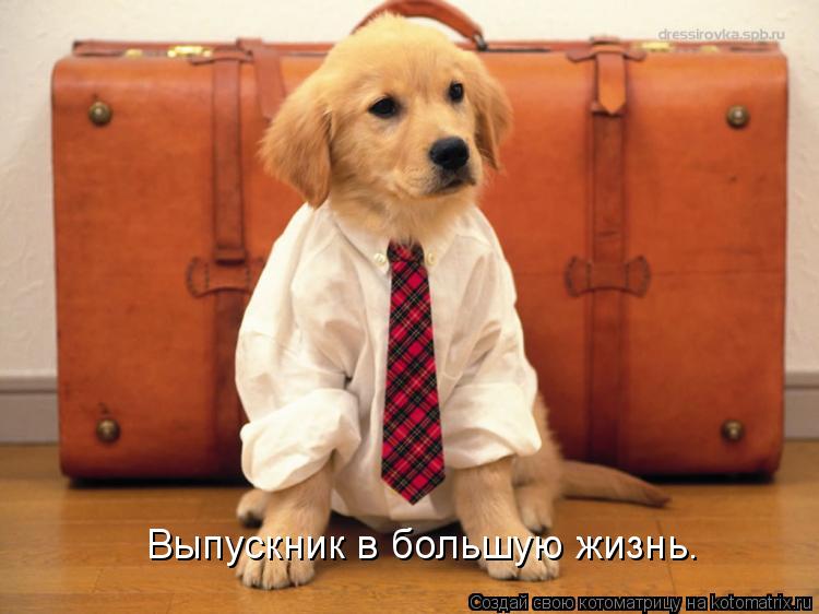 Котоматрица: Выпускник в большую жизнь.