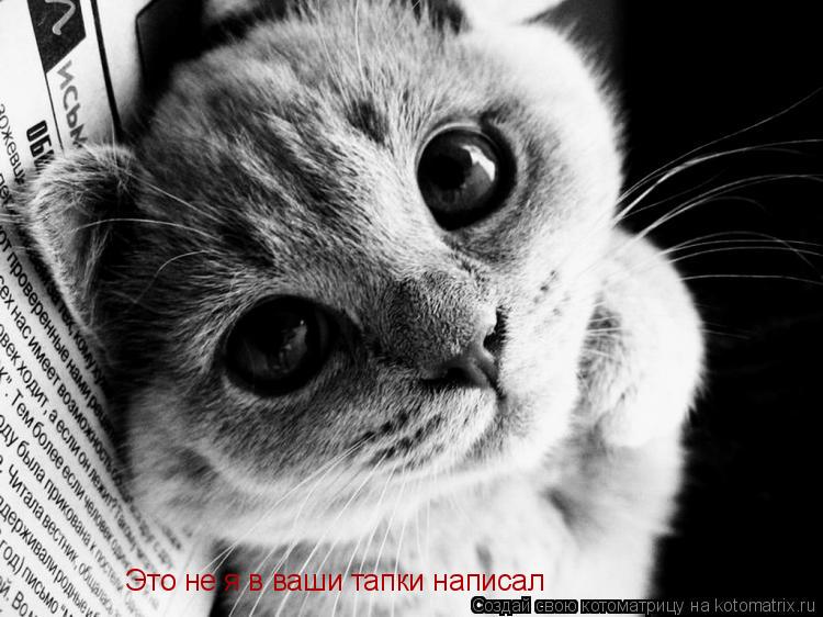 Котоматрица: Это не я в ваши тапки написал