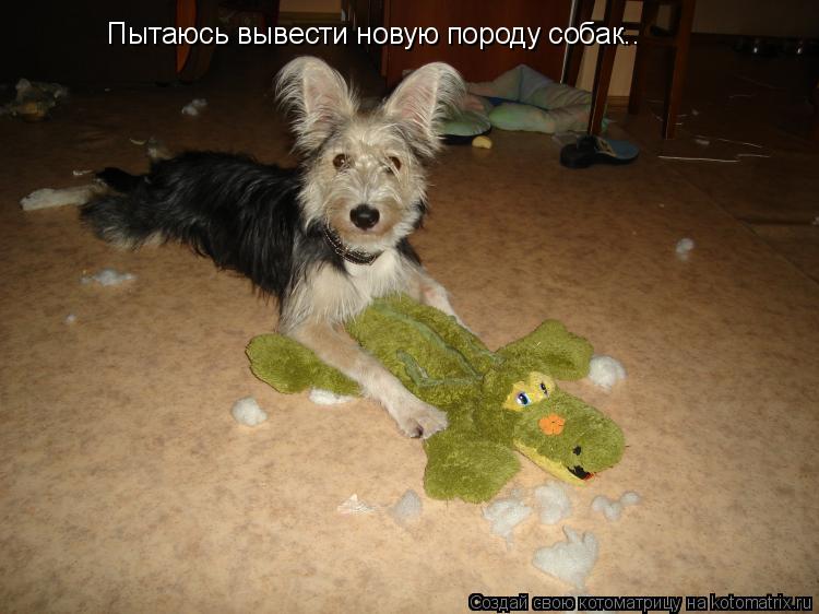 Котоматрица: Пытаюсь вывести новую породу собак..