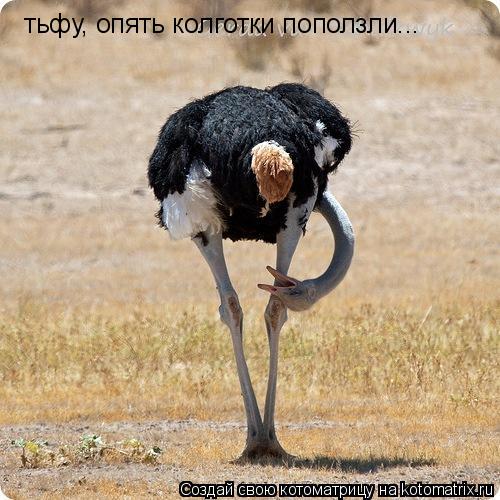 Котоматрица: тьфу, опять колготки поползли...