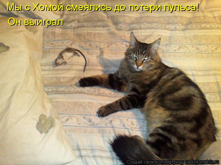 Котоматрица: Мы с Хомой смеялись до потери пульса! Он выиграл