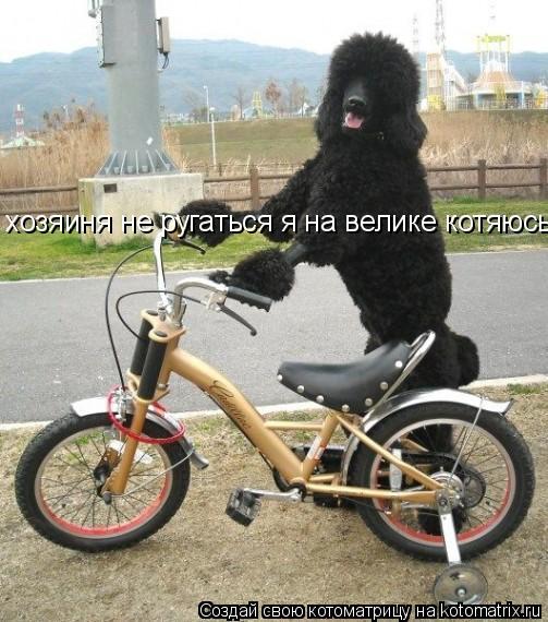 Котоматрица: хозяиня не ругаться я на велике котяюсь