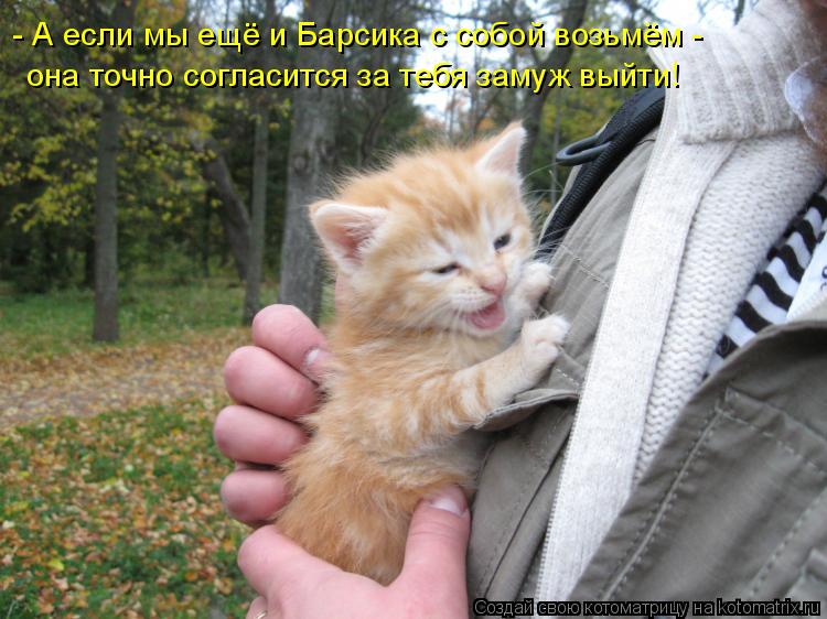Котоматрица: - А если мы ещё и Барсика с собой возьмём - она точно согласится за тебя замуж выйти!