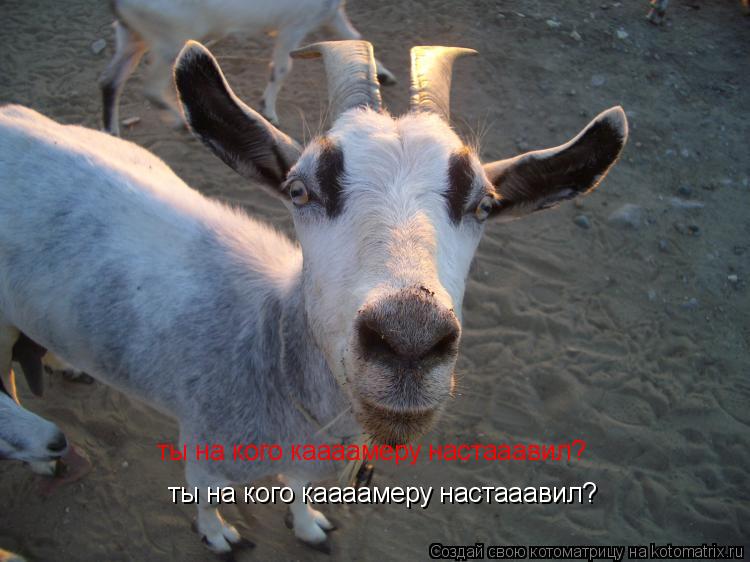 Котоматрица: ты на кого каааамеру настааавил? ты на кого каааамеру настааавил?