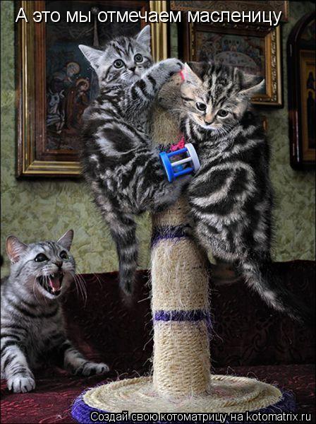 Котоматрица: А это мы отмечаем масленицу