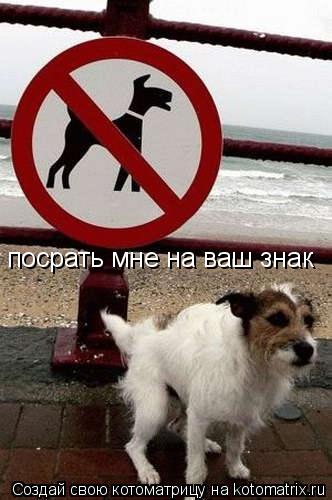 Котоматрица: посрать мне на ваш знак