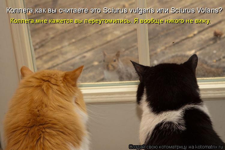 Котоматрица: Коллега,как вы считаете это Sciurus vulgaris или Sciurus Volans? Коллега,мне кажется вы переутомились. Я вообще никого не вижу.