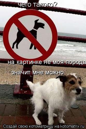 Котоматрица: чего такого?   на картинке не моя порода,   значит мне можно