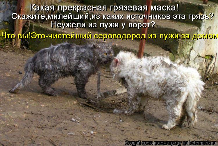 Котоматрица: Какая прекрасная грязевая маска! Скажите,милейший,из каких источников эта грязь? Неужели из лужи у ворот? Что вы!Это-чистейший сероводород 