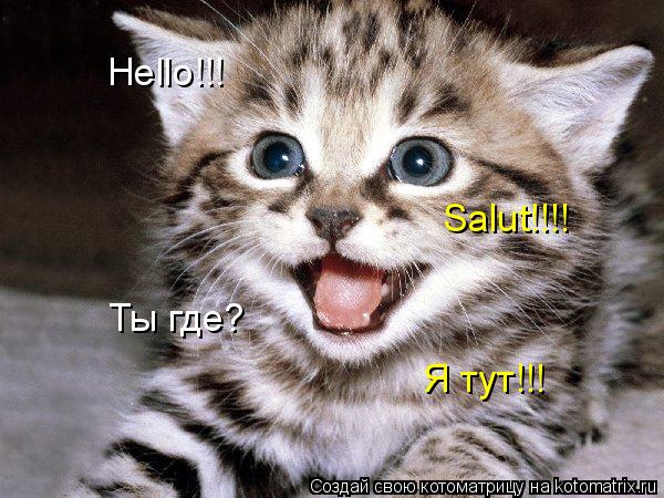 Котоматрица: Hello!!! Salut!!!! Ты где? Я тут!!!