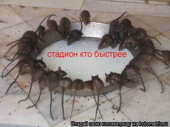 Котоматрица: стадион кто быстрее