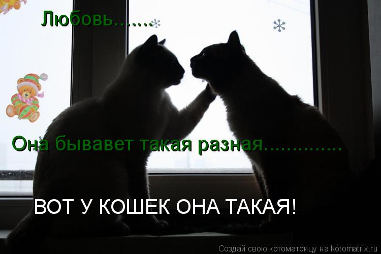 Котоматрица: Любовь....... Она бывавет такая разная.............. ВОТ У КОШЕК ОНА ТАКАЯ!
