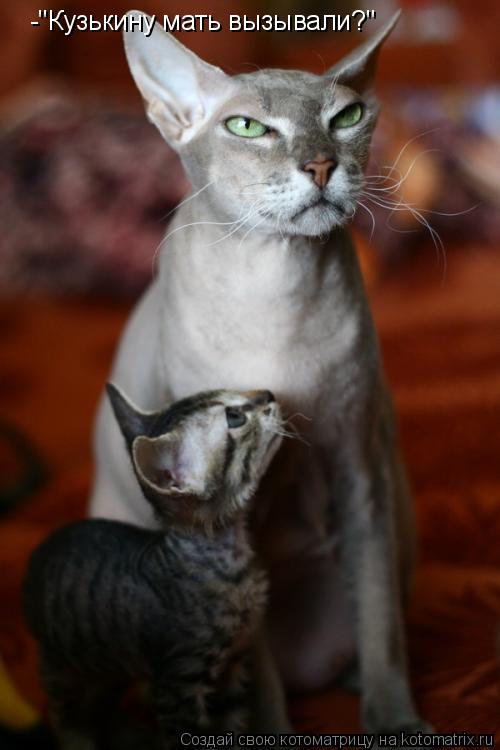 Котоматрица: -"Кузькину мать вызывали?"