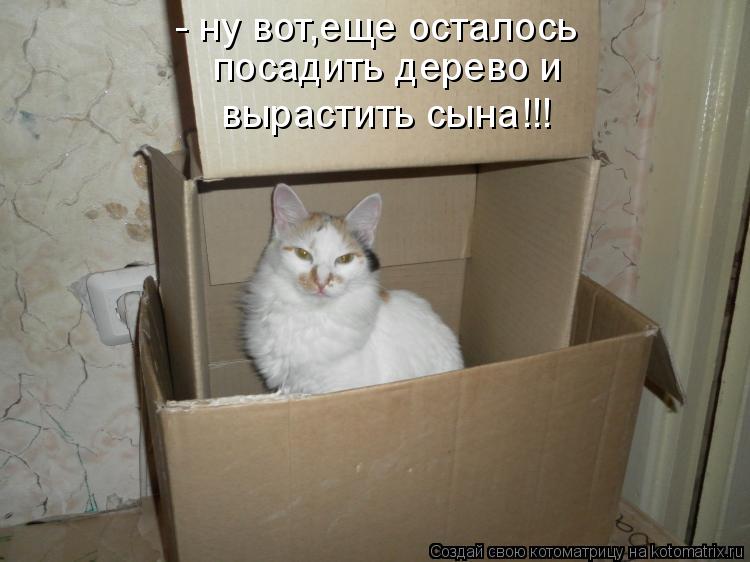 Котоматрица: - ну вот,еще осталось посадить дерево и вырастить сына!!!