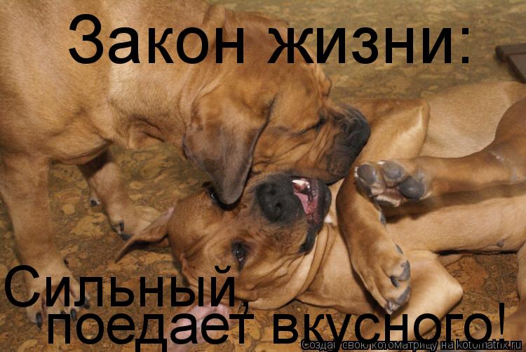 Котоматрица: Закон жизни: Сильный, поедает вкусного!