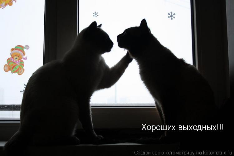 Котоматрица: Хороших выходных!!!