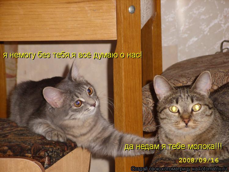 Котоматрица: я немогу без тебя,я всё думаю о нас!  да недам я тебе молока!!!