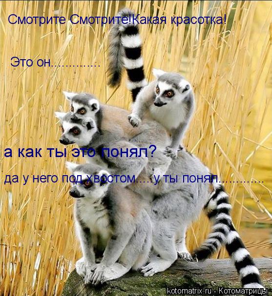 Котоматрица: Смотрите Смотрите!Какая красотка!  Это он.............. а как ты это понял? да у него под хвостом.....у ты понял.............