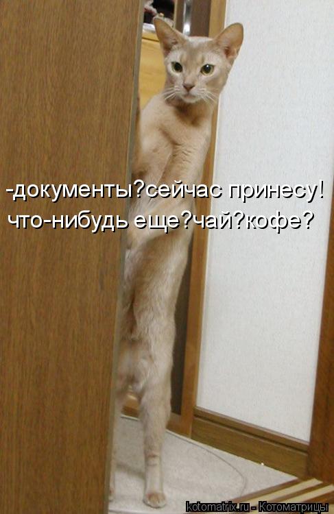 Котоматрица: -документы?сейчас принесу! что-нибудь еще?чай?кофе?