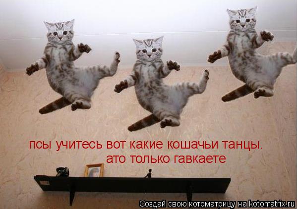 Котоматрица: псы учитесь вот какие кошачьи танцы. ато только гавкаете