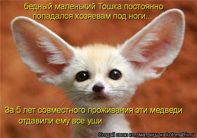Котоматрица: бедный маленький Тошка постоянно попадался хозяевам под ноги... За 5 лет совместного проживания эти медведи За 5 лет совместного проживания 