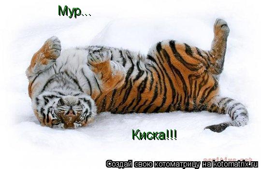 Котоматрица: Мур... Киска!!!