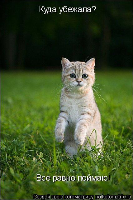 Котоматрица: Куда убежала? Все равно поймаю!