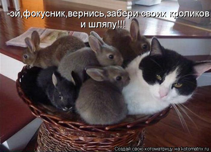 Котоматрица: -эй,фокусник,вернись,забери своих кроликов и шляпу!!!