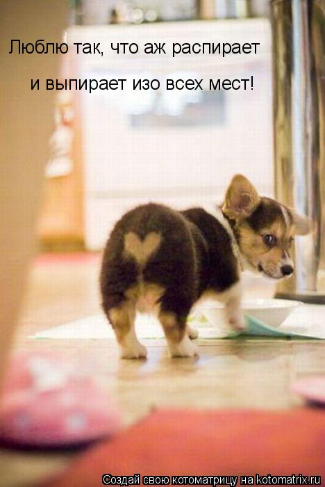 Котоматрица: Люблю так, что аж распирает  и выпирает изо всех мест!